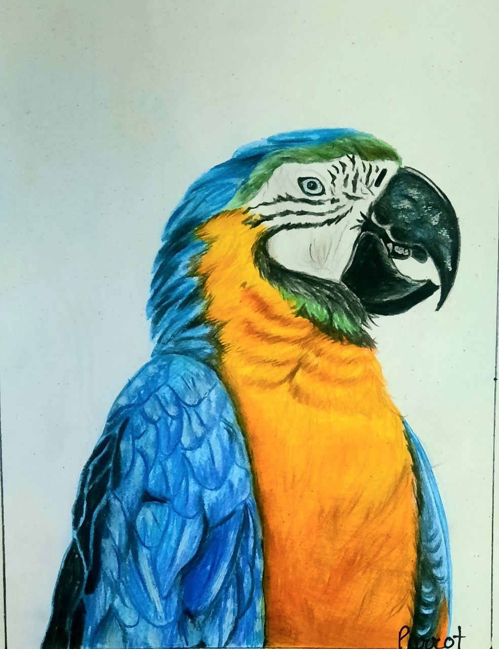 Macaw
