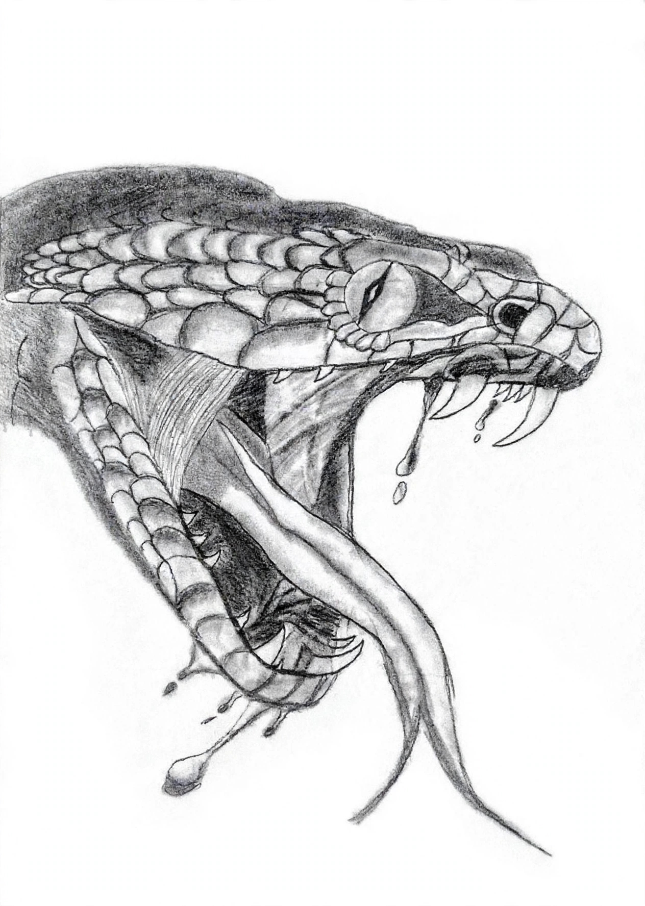 Realistic Pencil Sketch`    - *Description:* `A detailed handmade pencil shading artwork showing the aggressive expression of a cobra with venom dripping, symbolizing the raw power of nature.` `Pencil on Paper`  I