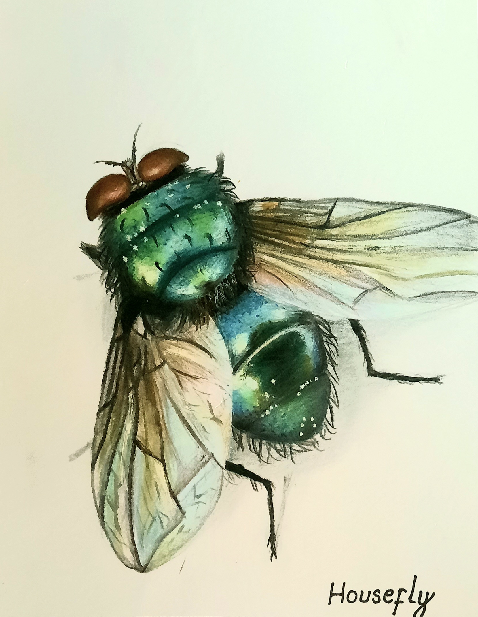 Housefly